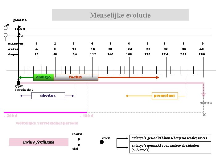 Menselijke evolutie gameten zaadcel eicel maanden 1 2 3 4 5 6 7 8