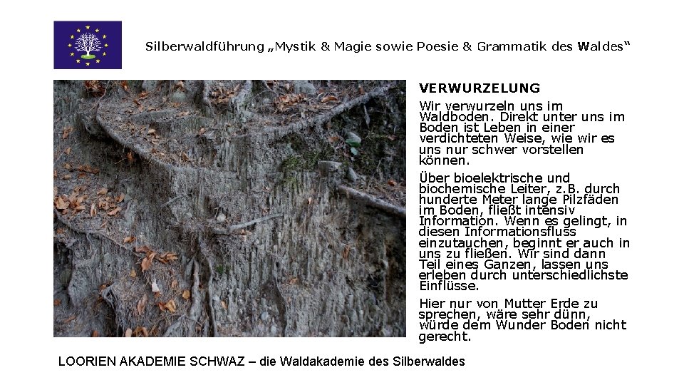 Silberwaldführung „Mystik & Magie sowie Poesie & Grammatik des Waldes“ VERWURZELUNG Wir verwurzeln uns