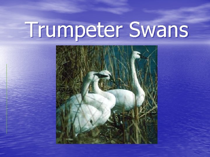 Trumpeter Swans 