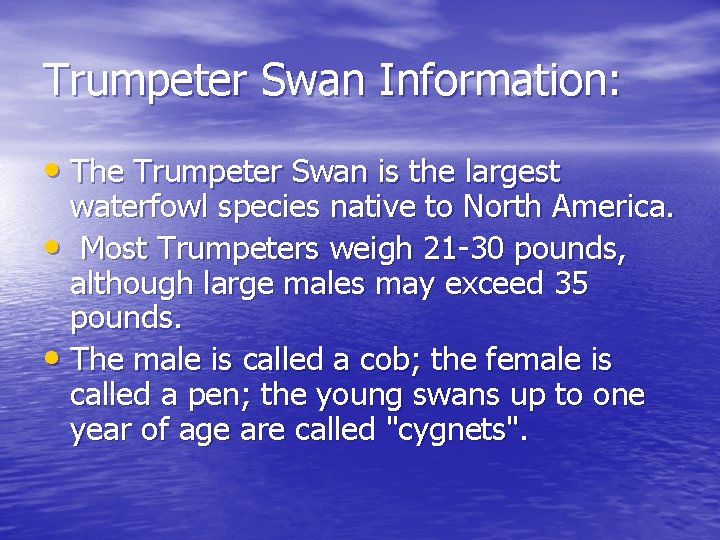 Trumpeter Swan Information: • The Trumpeter Swan is the largest waterfowl species native to