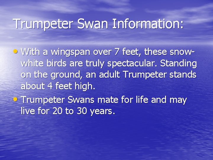 Trumpeter Swan Information: • With a wingspan over 7 feet, these snow- white birds