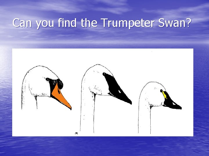Can you find the Trumpeter Swan? 