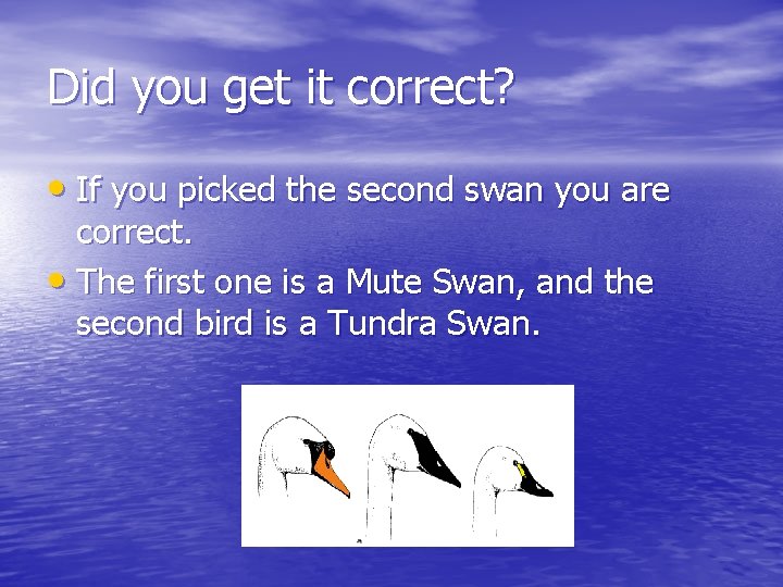 Did you get it correct? • If you picked the second swan you are