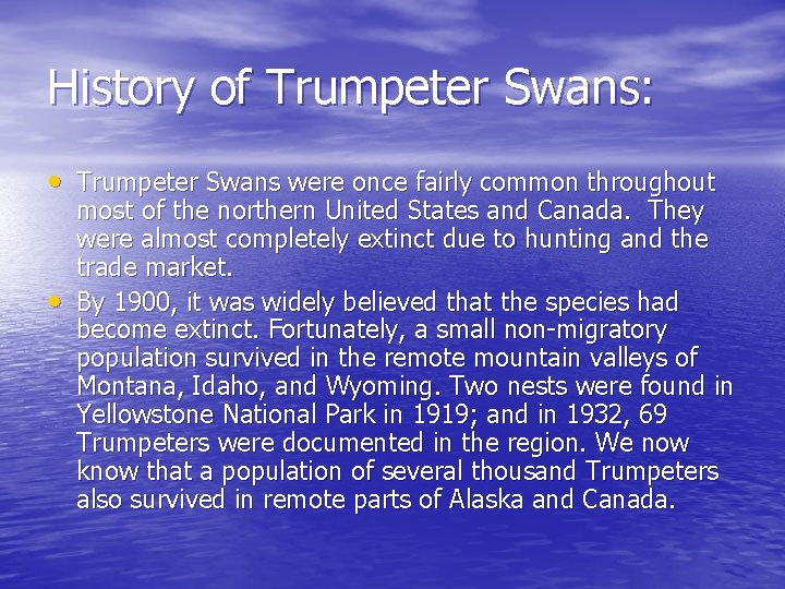 History of Trumpeter Swans: • Trumpeter Swans were once fairly common throughout • most