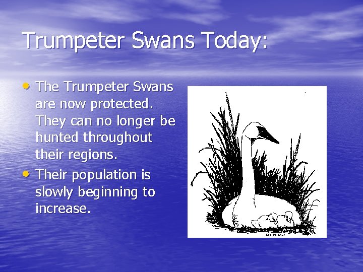 Trumpeter Swans Today: • The Trumpeter Swans • are now protected. They can no