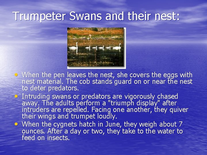 Trumpeter Swans and their nest: • When the pen leaves the nest, she covers