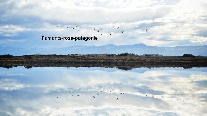 flamants-rose-patagonie 