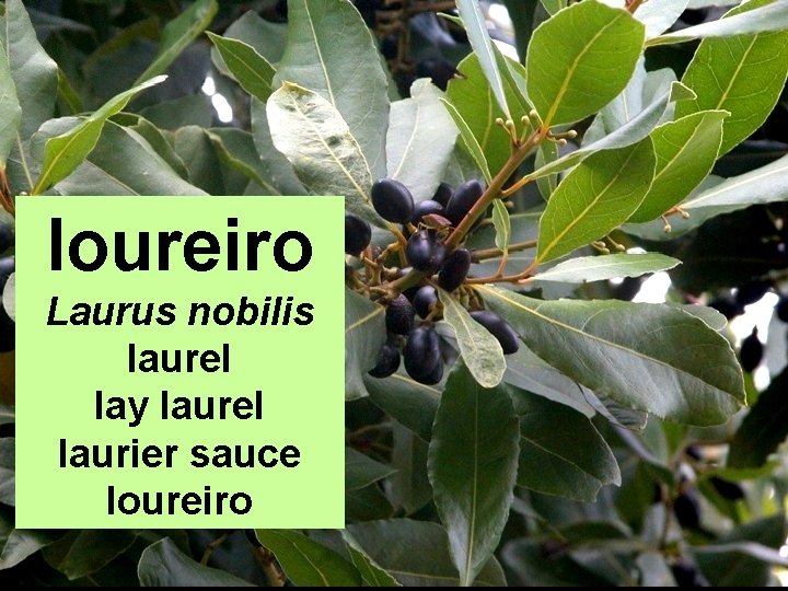 loureiro Laurus nobilis laurel lay laurel laurier sauce loureiro 