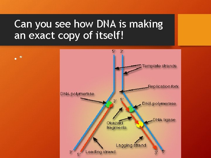 Can you see how DNA is making an exact copy of itself! • *