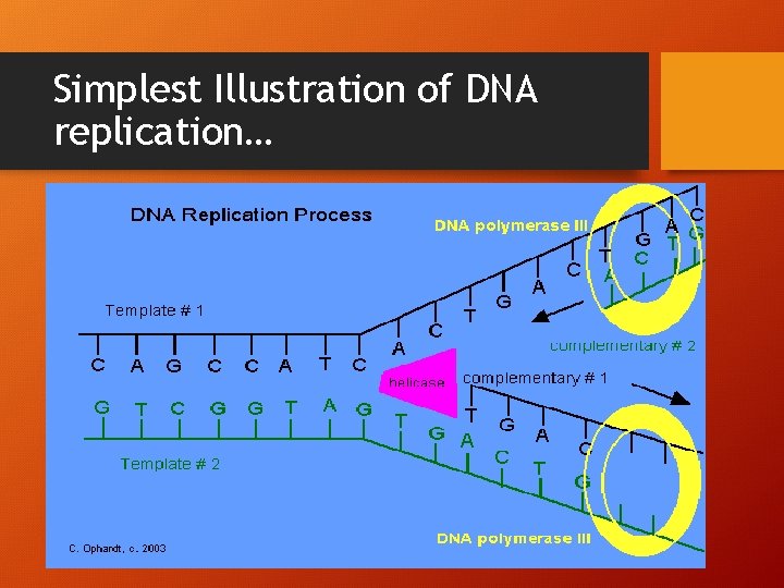 Simplest Illustration of DNA replication… 