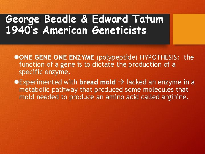 George Beadle & Edward Tatum 1940’s American Geneticists l. ONE GENE ONE ENZYME (polypeptide)