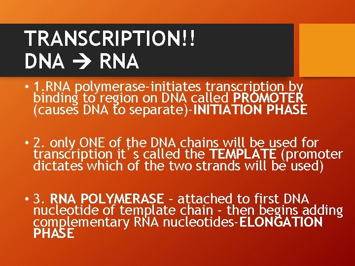 TRANSCRIPTION!! DNA RNA • 1. RNA polymerase-initiates transcription by binding to region on DNA