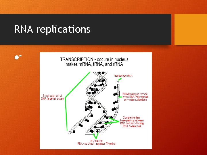 RNA replications l* 