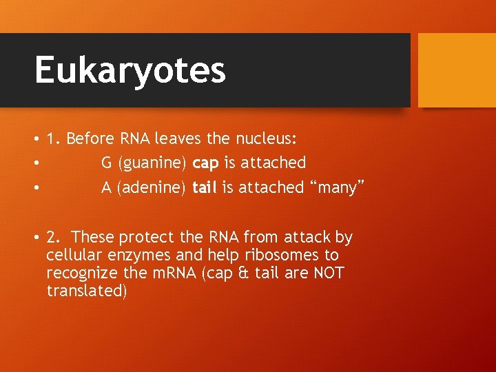 Eukaryotes • 1. Before RNA leaves the nucleus: • G (guanine) cap is attached