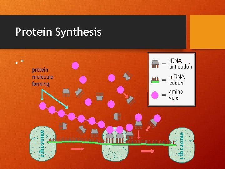 Protein Synthesis • * 