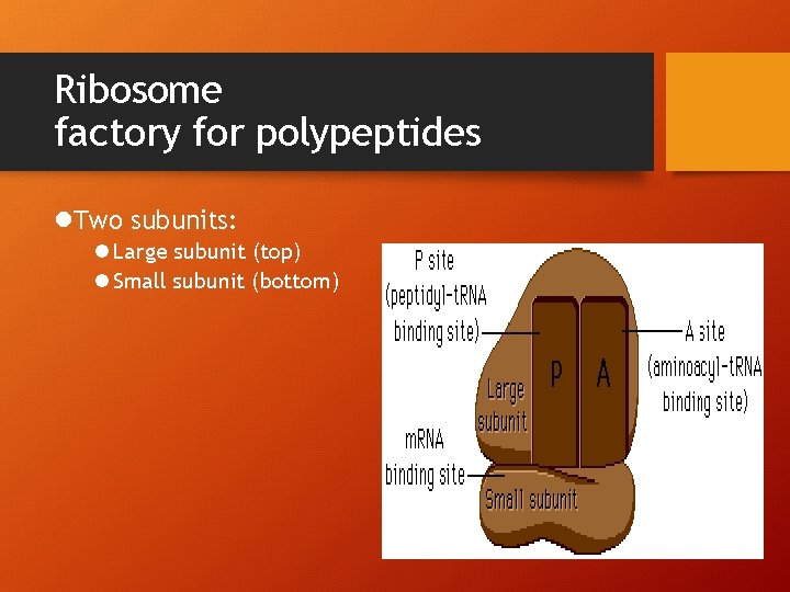 Ribosome factory for polypeptides l. Two subunits: l Large subunit (top) l Small subunit