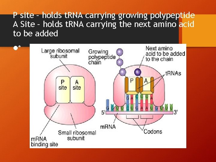 P site – holds t. RNA carrying growing polypeptide A Site – holds t.