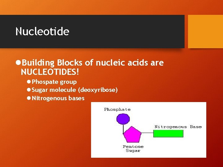 Nucleotide l. Building Blocks of nucleic acids are NUCLEOTIDES! l Phospate group l Sugar