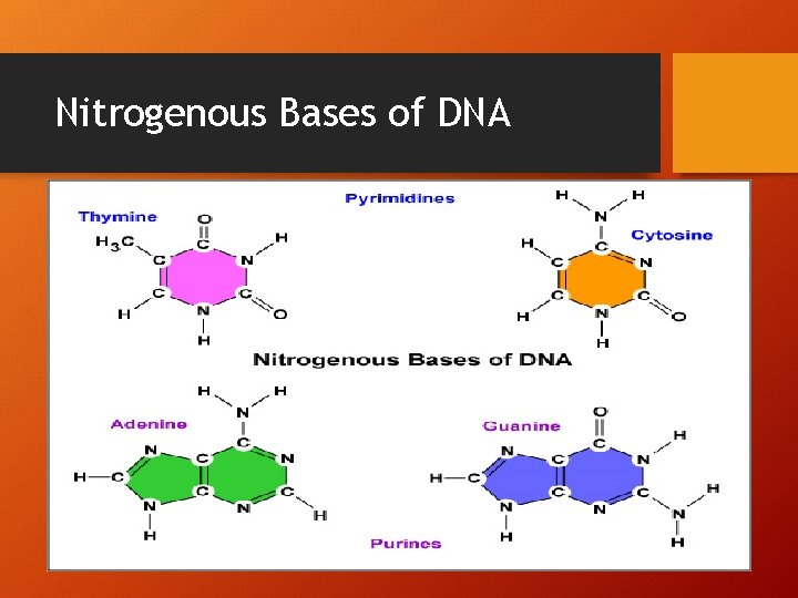 Nitrogenous Bases of DNA 