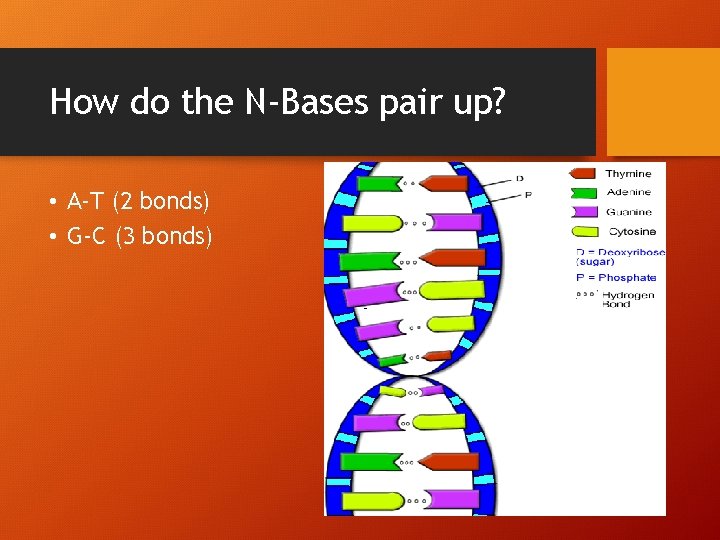 How do the N-Bases pair up? • A-T (2 bonds) • G-C (3 bonds)