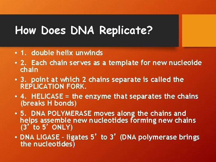 How Does DNA Replicate? • 1. double helix unwinds • 2. Each chain serves