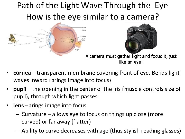 Path of the Light Wave Through the Eye How is the eye similar to
