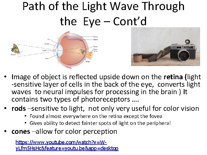 Path of the Light Wave Through the Eye – Cont’d • Image of object