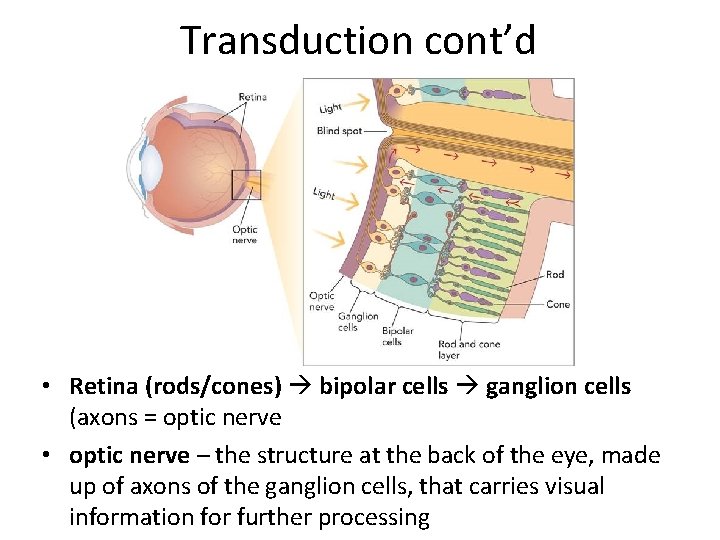 Transduction cont’d • Retina (rods/cones) bipolar cells ganglion cells (axons = optic nerve •