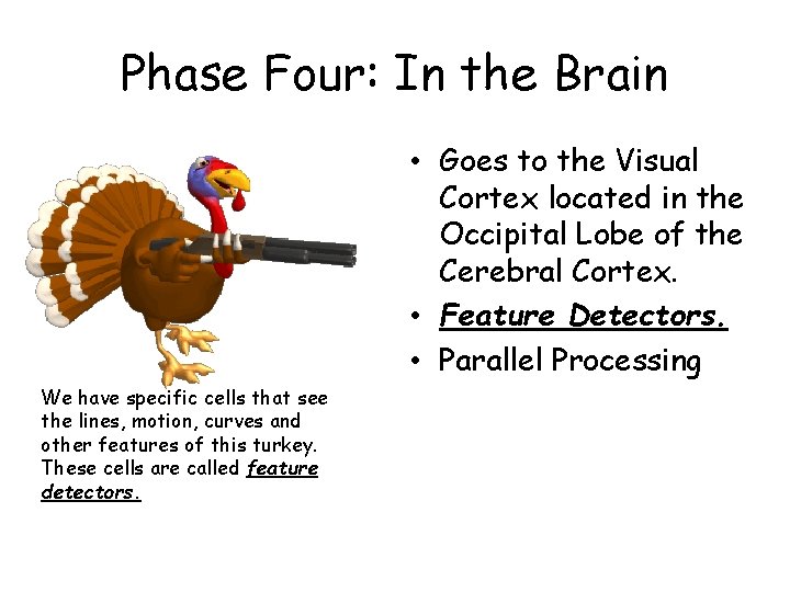 Phase Four: In the Brain • Goes to the Visual Cortex located in the