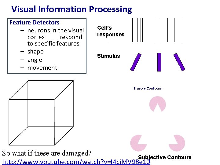 Visual Information Processing Feature Detectors – neurons in the visual cortex respond to specific