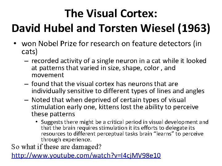 The Visual Cortex: David Hubel and Torsten Wiesel (1963) • won Nobel Prize for