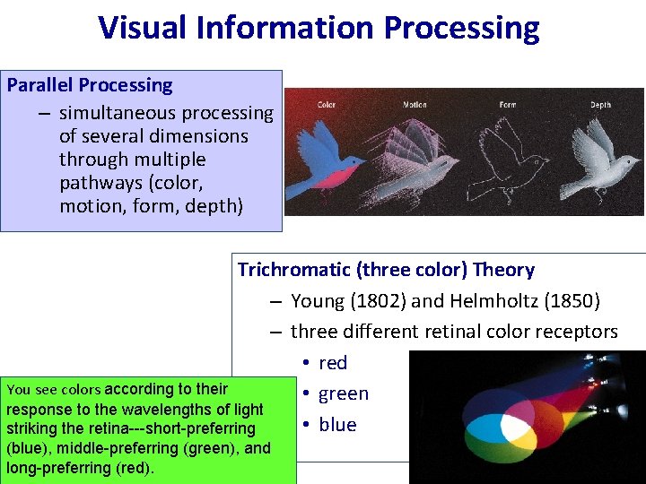 Visual Information Processing Parallel Processing – simultaneous processing of several dimensions through multiple pathways