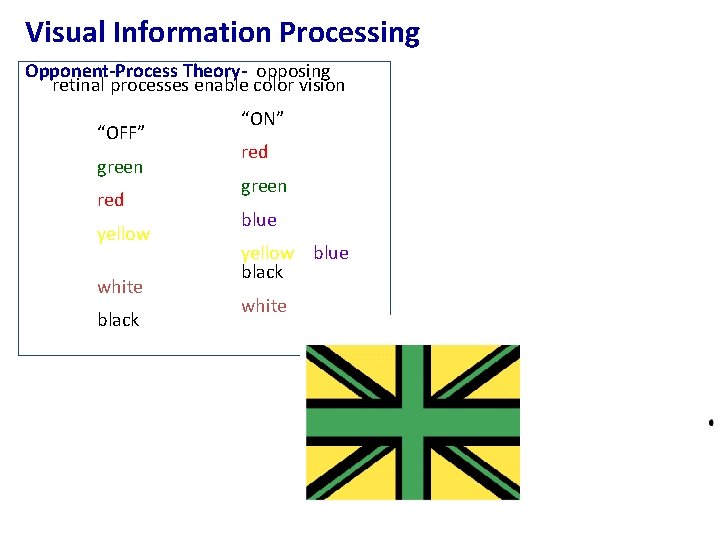 Visual Information Processing Opponent-Process Theory- opposing retinal processes enable color vision “OFF” green red