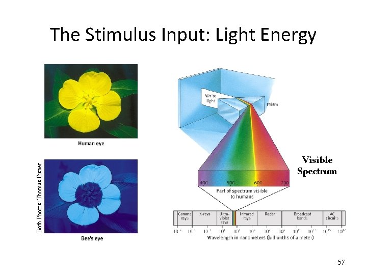 Both Photos: Thomas Eisner The Stimulus Input: Light Energy Visible Spectrum 57 