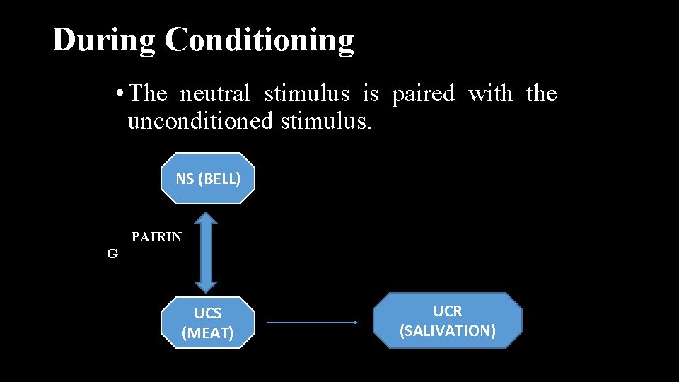 During Conditioning • The neutral stimulus is paired with the unconditioned stimulus. NS (BELL)