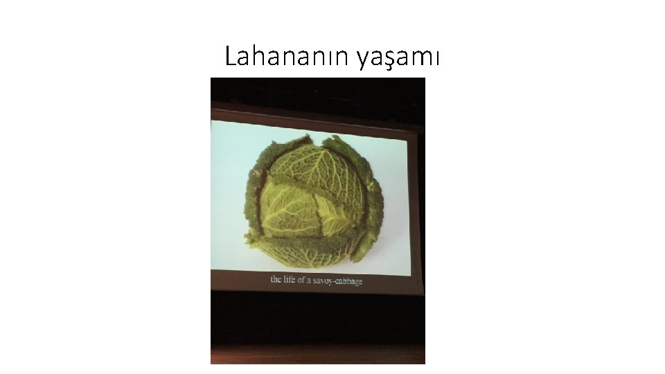 Lahananın yaşamı 