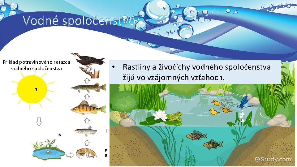 Vodné spoločenstvo Príklad potravinového reťazca vodného spoločenstva • Rastliny a živočíchy vodného spoločenstva žijú
