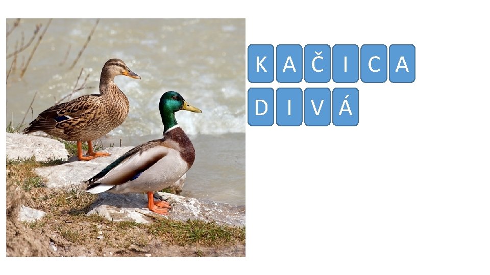 K A Č I C A D I V Á 
