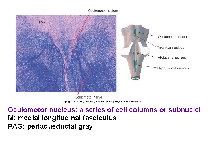 Oculomotor nucleus: a series of cell columns or subnuclei M: medial longitudinal fasciculus PAG: