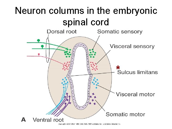 Neuron columns in the embryonic spinal cord * 