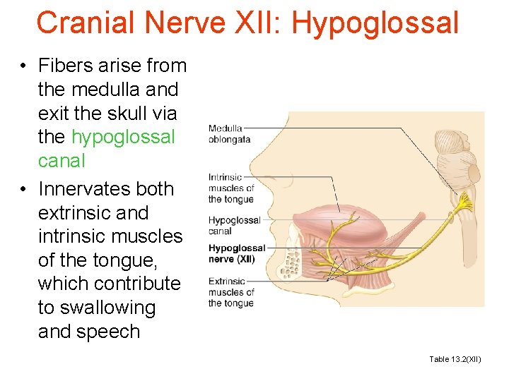 Cranial Nerve XII: Hypoglossal • Fibers arise from the medulla and exit the skull