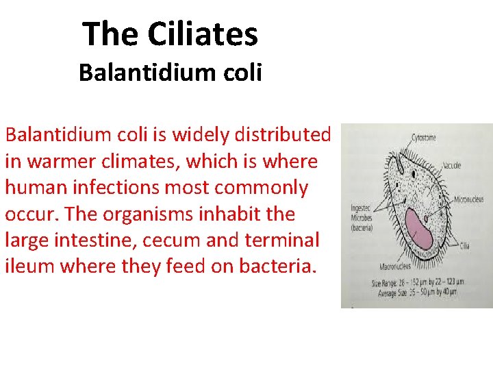 The Ciliates Balantidium coli is widely distributed in warmer climates, which is where human