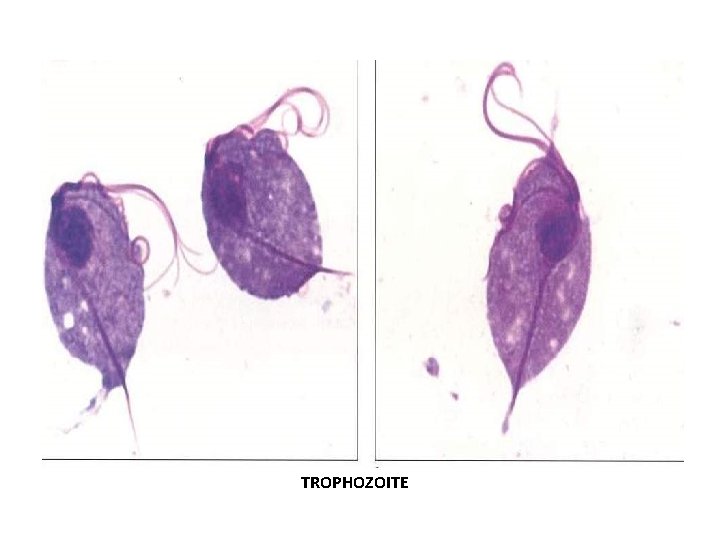 TROPHOZOITE 