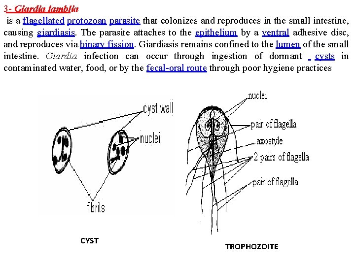 3 - Giardia lamblia is a flagellated protozoan parasite that colonizes and reproduces in