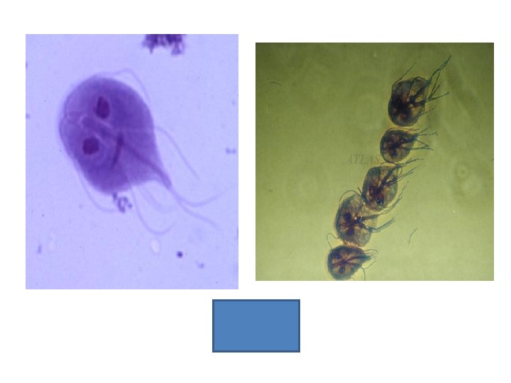 TROPHOZOITE 