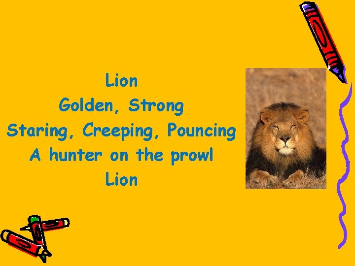 Lion Golden, Strong Staring, Creeping, Pouncing A hunter on the prowl Lion 