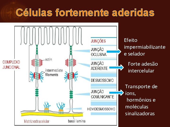 Células fortemente aderidas Efeito impermiabilizante e selador Forte adesão intercelular Transporte de íons, hormônios