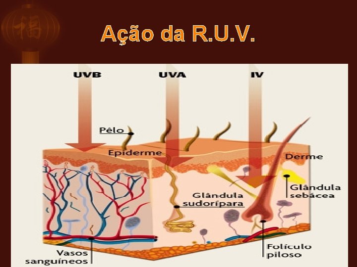 Ação da R. U. V. 