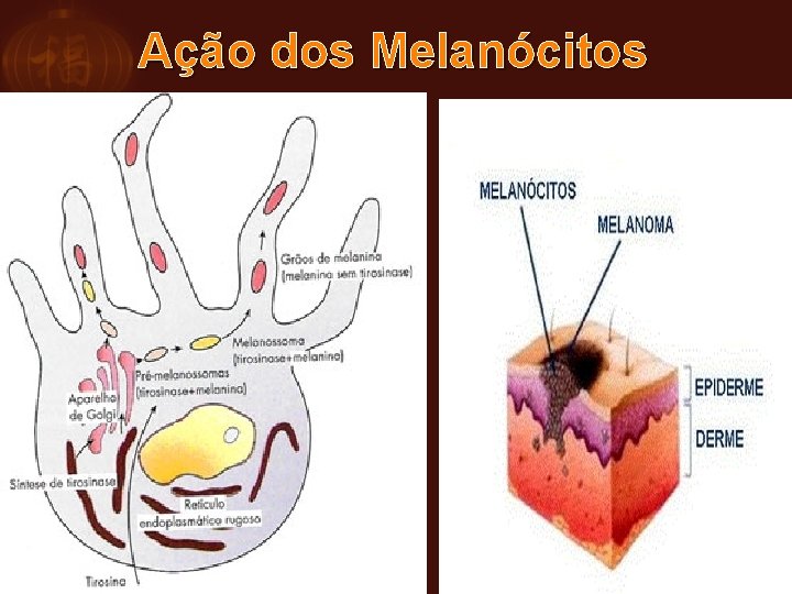 Ação dos Melanócitos 