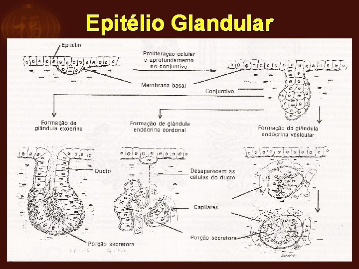 Epitélio Glandular 